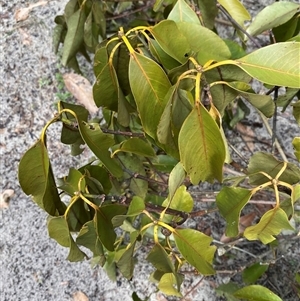 Lophostemon confertus at Iluka, NSW - 10 Sep 2024 10:42 AM