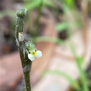 Zeuxine oblonga at Iluka, NSW - suppressed