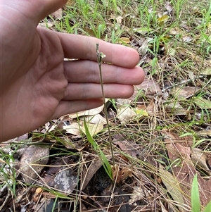 Zeuxine oblonga at Iluka, NSW - suppressed