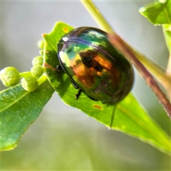 Callidemum hypochalceum (Hop-bush leaf beetle) at Curtin, ACT - 9 Feb 2025 by Hejor1