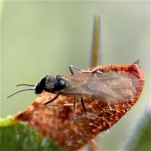 Formicidae (family) (Unidentified ant) at Curtin, ACT - 9 Feb 2025 by Hejor1