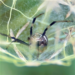 Latrodectus hasselti at Curtin, ACT - 9 Feb 2025 11:20 AM