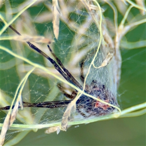 Latrodectus hasselti at Curtin, ACT - 9 Feb 2025 11:20 AM