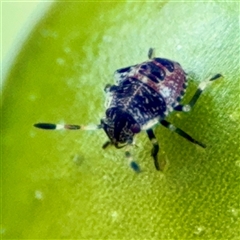 Pentatomidae (family) (Shield or Stink bug) at Curtin, ACT - 9 Feb 2025 by Hejor1