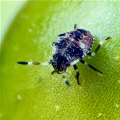 Pentatomidae (family) (Shield or Stink bug) at Curtin, ACT - 9 Feb 2025 by Hejor1