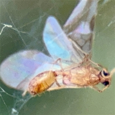 Apocrita (suborder) (Unidentified wasp) at Curtin, ACT - 9 Feb 2025 by Hejor1