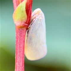 Anzora unicolor (Grey Planthopper) at Curtin, ACT - 9 Feb 2025 by Hejor1