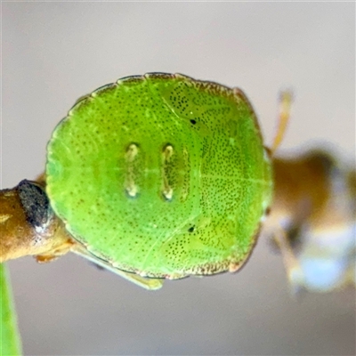 Cuspicona simplex (Green potato bug) at Curtin, ACT - 9 Feb 2025 by Hejor1