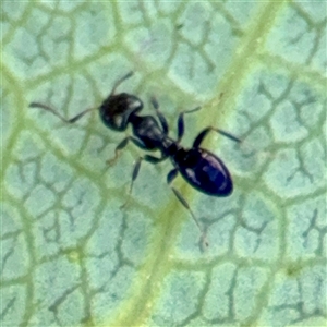 Ochetellus sp. (Unidentified Ochetellus ant) at Curtin, ACT - 9 Feb 2025 by Hejor1