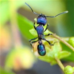 Rhytidoponera metallica (Greenhead ant) at Curtin, ACT - 9 Feb 2025 by Hejor1