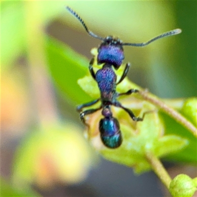 Rhytidoponera metallica (Greenhead ant) at Curtin, ACT - 9 Feb 2025 by Hejor1