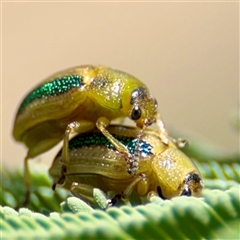 Calomela juncta (Leaf beetle) at Curtin, ACT - 9 Feb 2025 by Hejor1