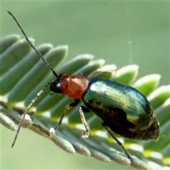 Adoxia benallae (Leaf beetle) at Curtin, ACT - 9 Feb 2025 by Hejor1