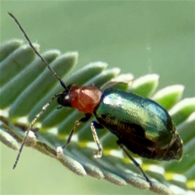 Adoxia benallae (Leaf beetle) at Curtin, ACT - 9 Feb 2025 by Hejor1