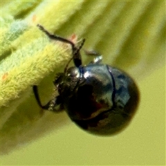 Ditropidus sp. (genus) (Leaf beetle) at Curtin, ACT - 9 Feb 2025 by Hejor1