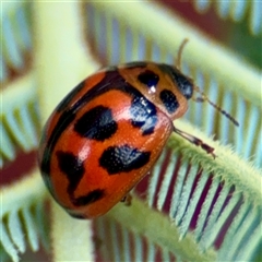 Peltoschema oceanica (Oceanica leaf beetle) at Curtin, ACT - 9 Feb 2025 by Hejor1