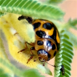 Peltoschema sp. (genus) at Curtin, ACT - Yesterday by Hejor1