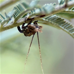 Fulgoroidea sp. (superfamily) at Curtin, ACT - Yesterday by Hejor1