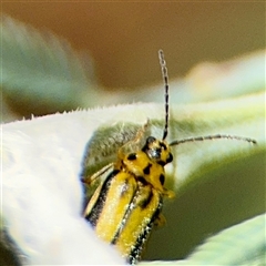 Xanthogaleruca luteola (Elm leaf beetle) at Curtin, ACT - 9 Feb 2025 by Hejor1