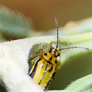 Xanthogaleruca luteola at Curtin, ACT - Yesterday by Hejor1