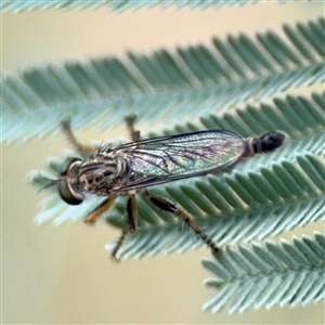 Cerdistus sp. (genus) (Slender Robber Fly) at Curtin, ACT - 9 Feb 2025 by Hejor1