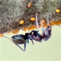 Iridomyrmex rufoniger (Tufted Tyrant Ant) at Curtin, ACT - 9 Feb 2025 by Hejor1