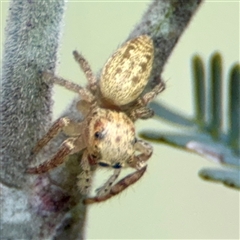 Opisthoncus serratofasciatus at Curtin, ACT - Yesterday by Hejor1