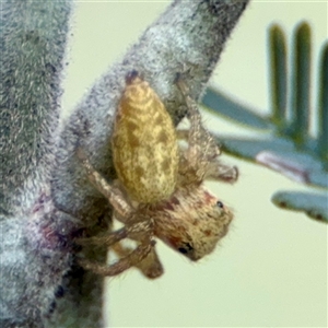 Opisthoncus sp. (genus) at Curtin, ACT - 9 Feb 2025 11:51 AM