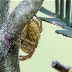 Opisthoncus sp. (genus) at Curtin, ACT - 9 Feb 2025 11:51 AM