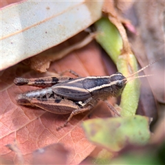 Phaulacridium vittatum (Wingless Grasshopper) at Curtin, ACT - 9 Feb 2025 by Hejor1