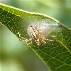 Oxyopes gracilipes at Curtin, ACT - Yesterday by Hejor1