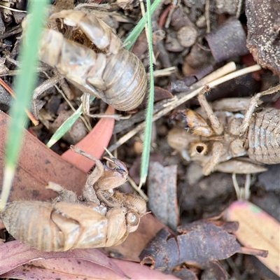 Psaltoda sp. (genus) at Curtin, ACT - Yesterday by Hejor1