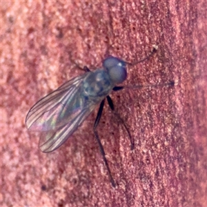 Milichiidae (family) at Curtin, ACT - 9 Feb 2025 by Hejor1