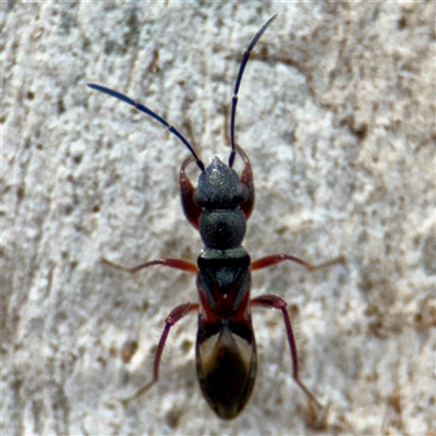 Daerlac cephalotes (Ant Mimicking Seedbug) at Curtin, ACT - 9 Feb 2025 by Hejor1