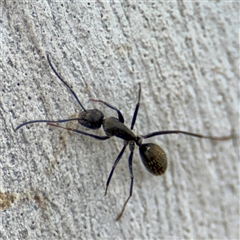 Camponotus aeneopilosus (A Golden-tailed sugar ant) at Curtin, ACT - 9 Feb 2025 by Hejor1