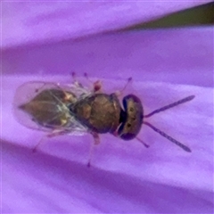 Chalcididae (family) at Curtin, ACT - Yesterday by Hejor1