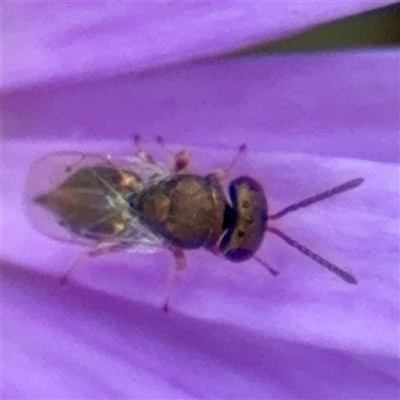 Chalcididae (family) at Curtin, ACT - Yesterday by Hejor1