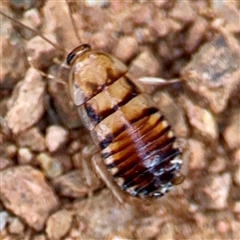 Robshelfordia sp. (genus) (A Shelford cockroach) at Curtin, ACT - 9 Feb 2025 by Hejor1