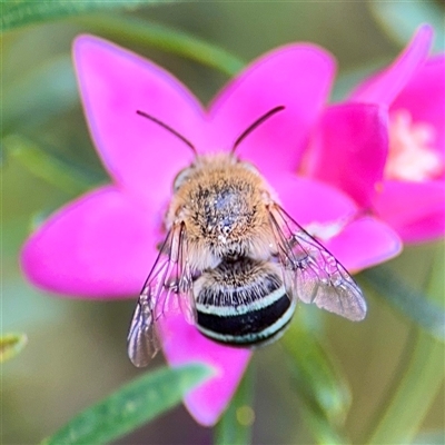 Amegilla sp. (genus) (Blue Banded Bee) at Curtin, ACT - 9 Feb 2025 by Hejor1