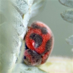 Novius bellus (A ladybird) at Curtin, ACT - 9 Feb 2025 by Hejor1