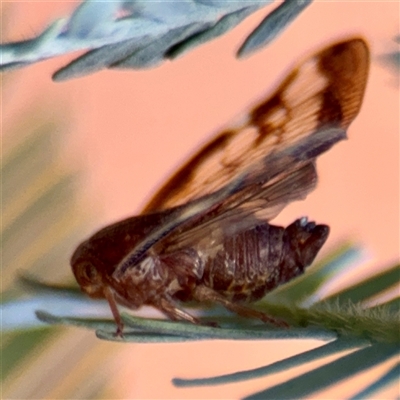 Scolypopa australis (Passionvine hopper, Fluffy bum) at Curtin, ACT - 9 Feb 2025 by Hejor1