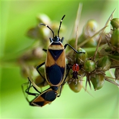 Dindymus versicolor (Harlequin Bug) at Curtin, ACT - 9 Feb 2025 by Hejor1