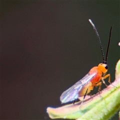 Braconidae (family) at Curtin, ACT - Yesterday by Hejor1