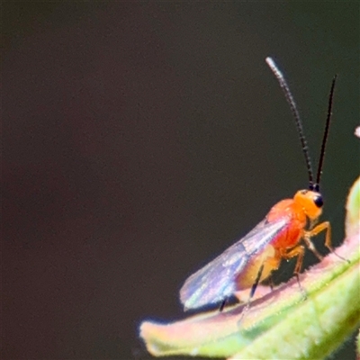 Braconidae (family) (Unidentified braconid wasp) at Curtin, ACT - 9 Feb 2025 by Hejor1