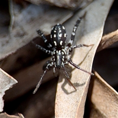 Nyssus albopunctatus (White-spotted swift spider) at Curtin, ACT - 9 Feb 2025 by Hejor1