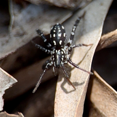 Nyssus albopunctatus (White-spotted swift spider) at Curtin, ACT - 9 Feb 2025 by Hejor1