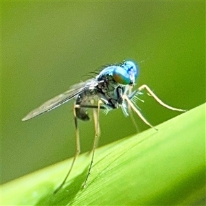 Dolichopodidae (family) (Unidentified Long-legged fly) at Curtin, ACT - 9 Feb 2025 by Hejor1