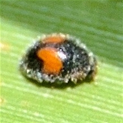 Diomus notescens (Little two-spotted ladybird) at Curtin, ACT - 9 Feb 2025 by Hejor1