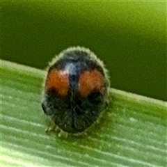 Diomus notescens at Curtin, ACT - 9 Feb 2025 12:43 PM