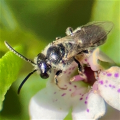 Lasioglossum sp. (genus) (Furrow Bee) at Curtin, ACT - 9 Feb 2025 by Hejor1